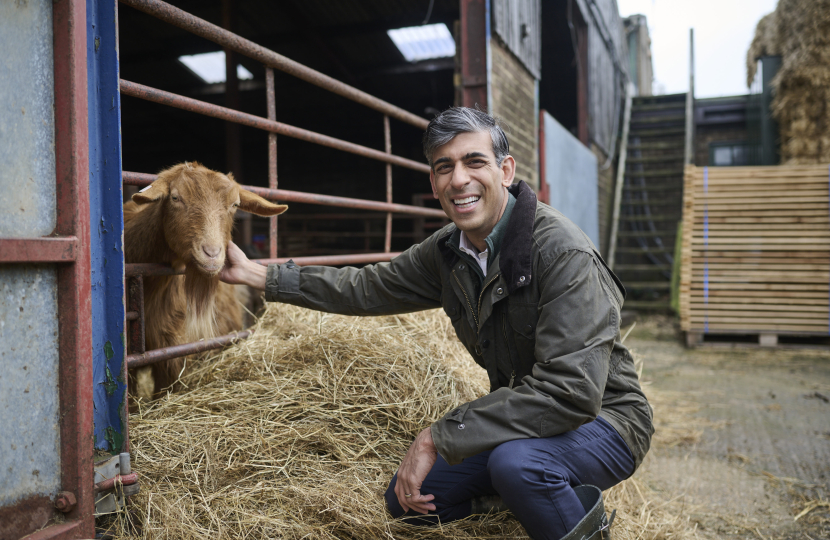 Rishi with Golden Guernsey Goat