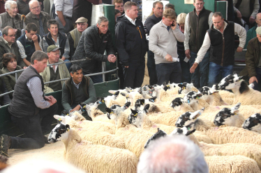 Rishi Sunak at Hawes Auction Mart