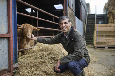 Rishi with Golden Guernsey Goat